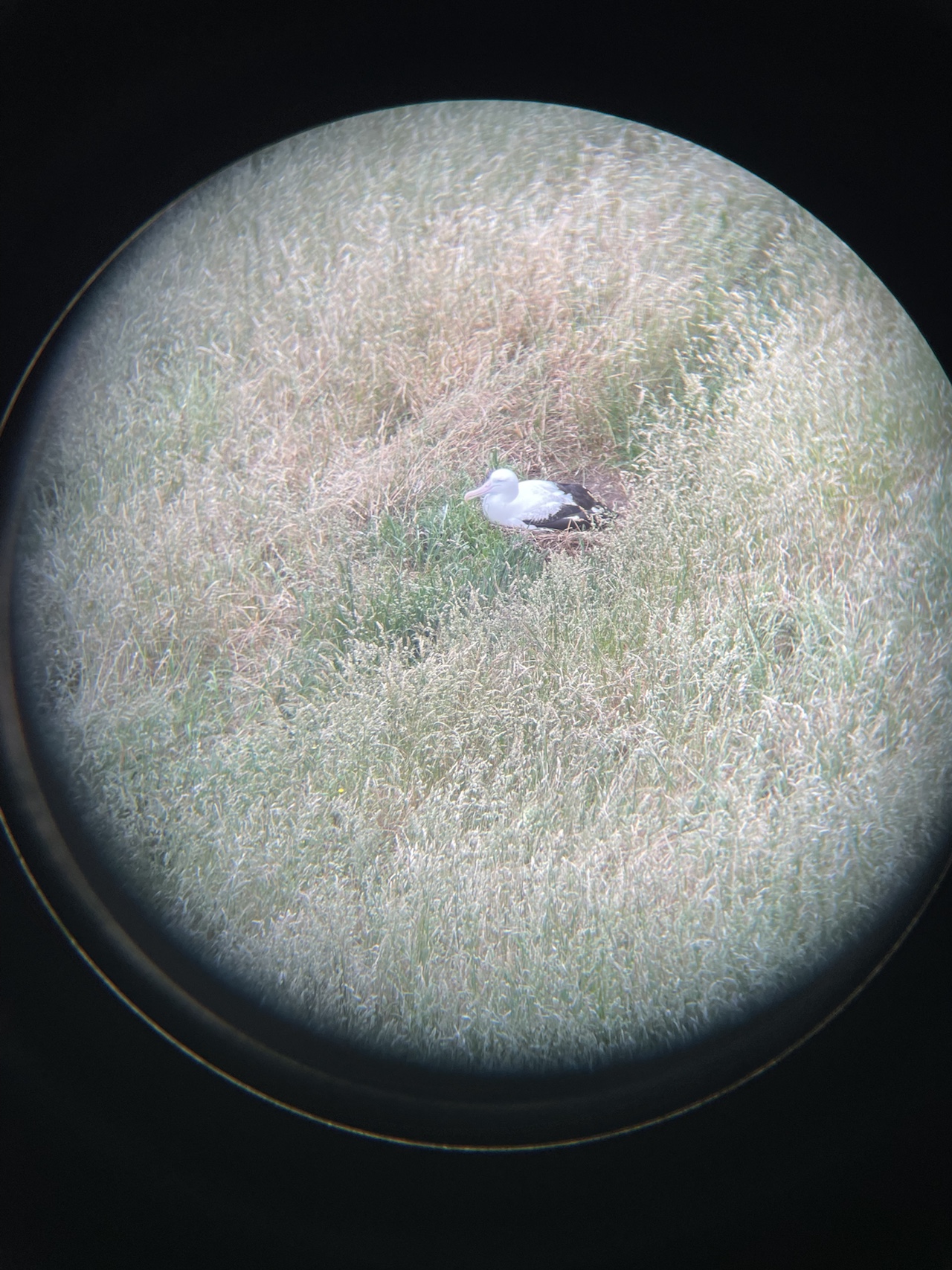 Breeding Albatross