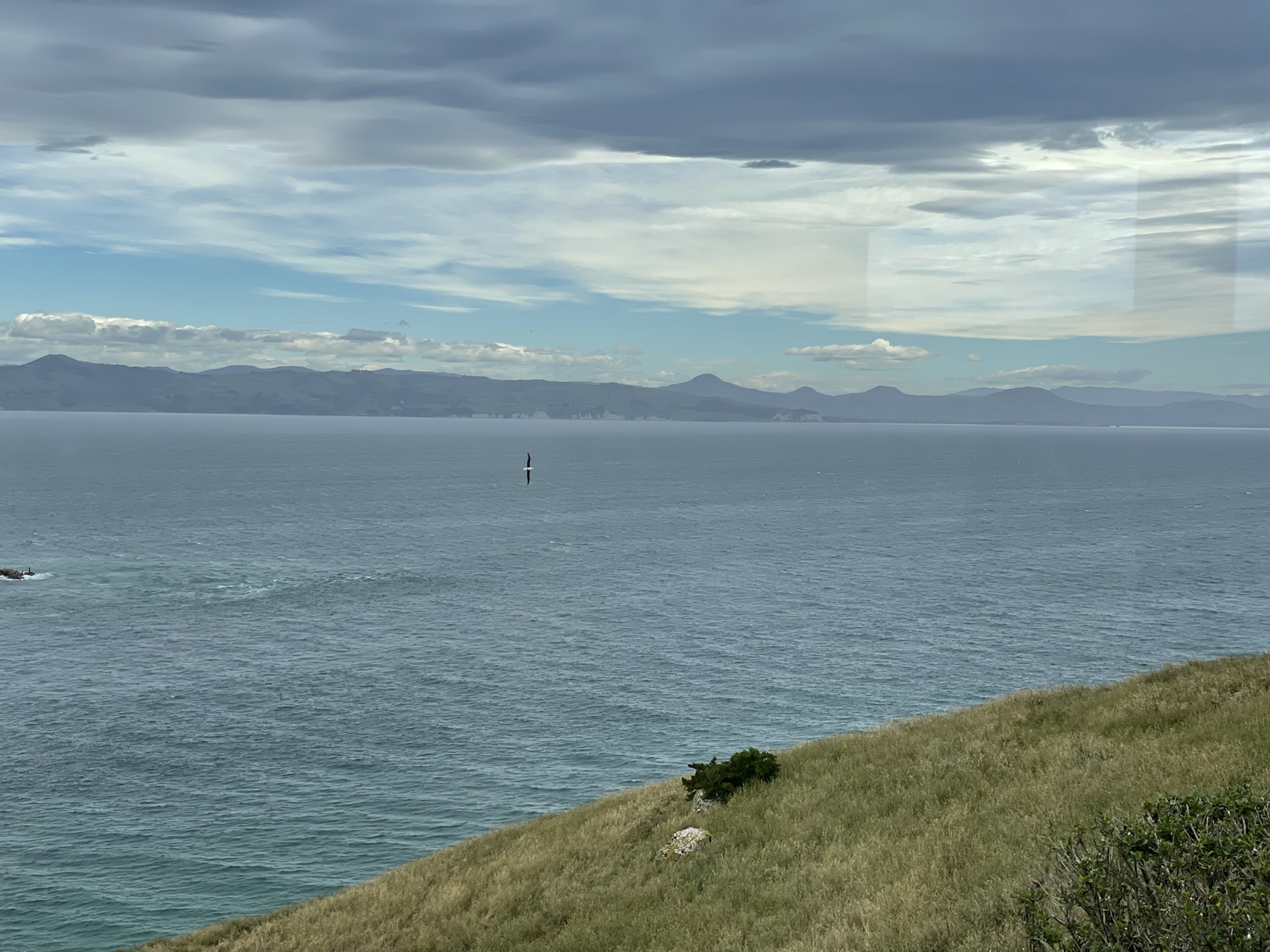 Flying Albatross