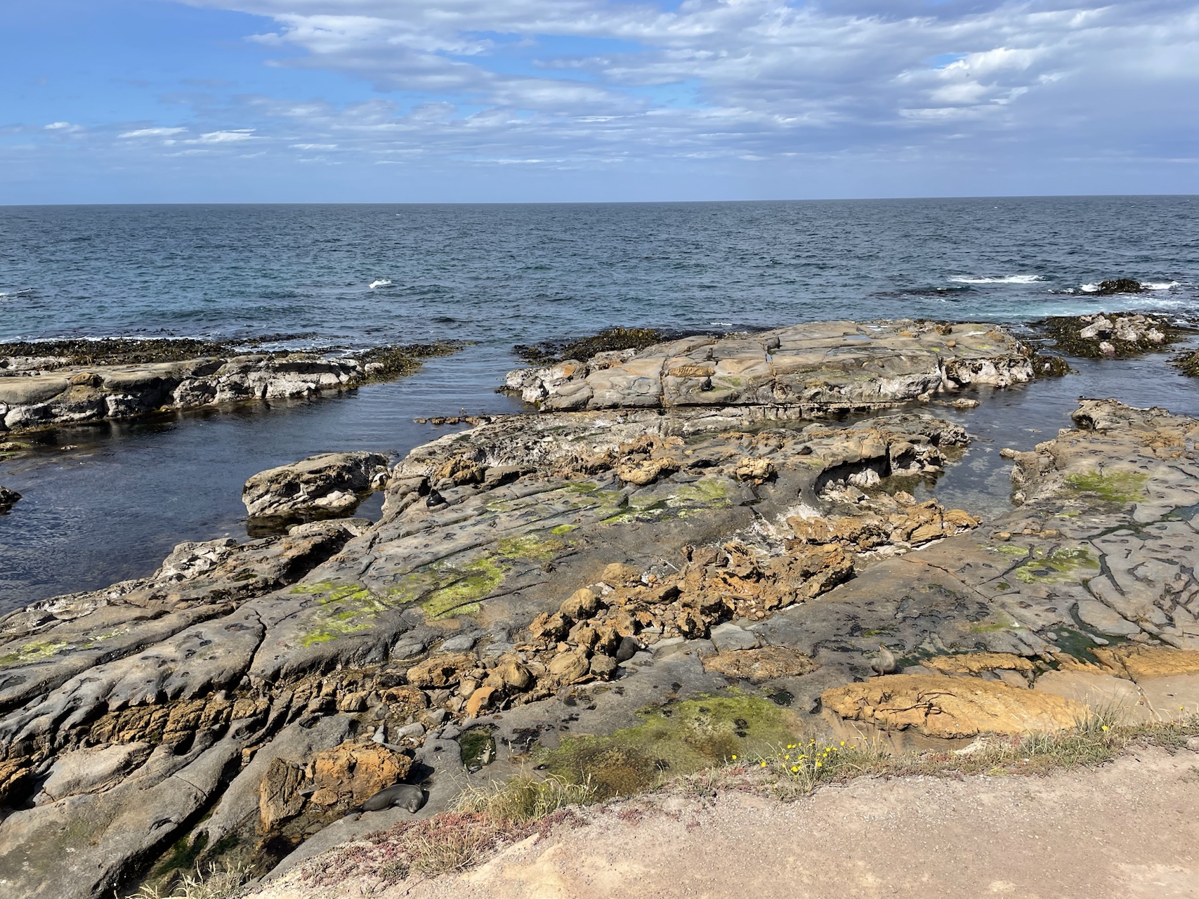 find seals