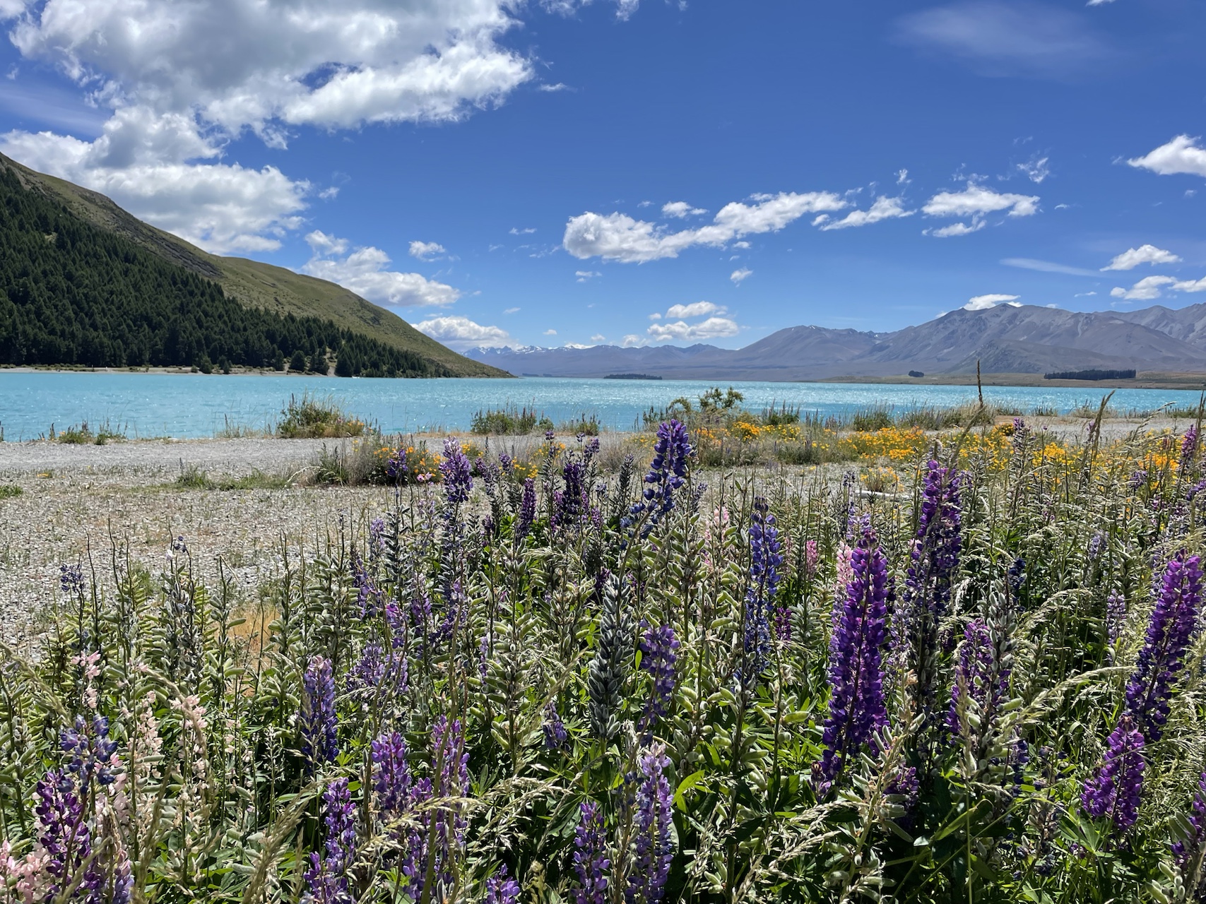 lake with flowers