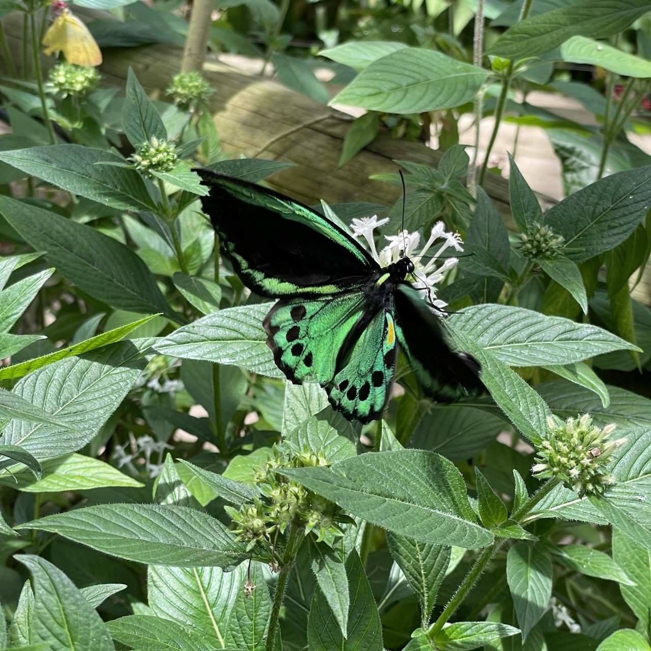 Butterfly garden
