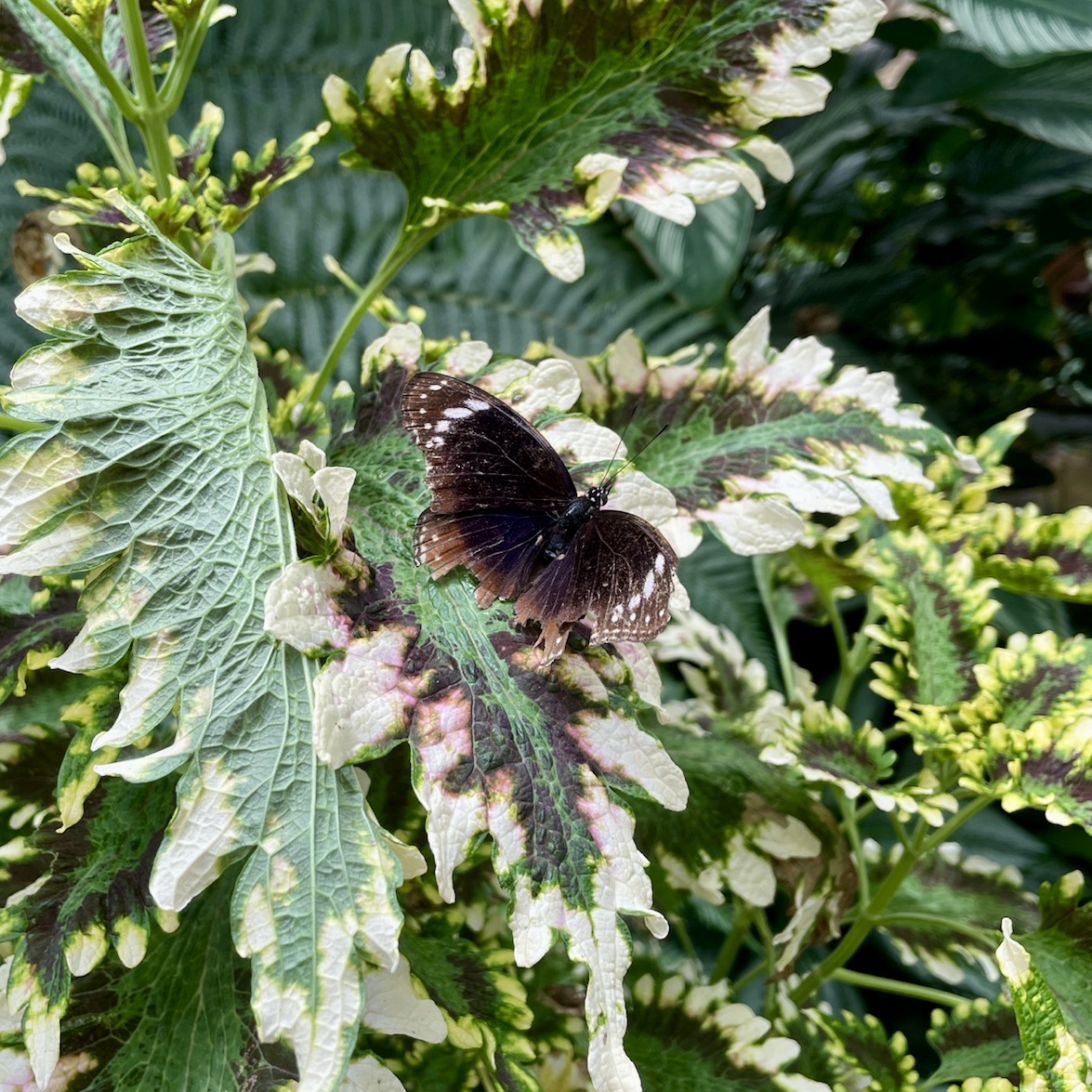 Butterfly garden