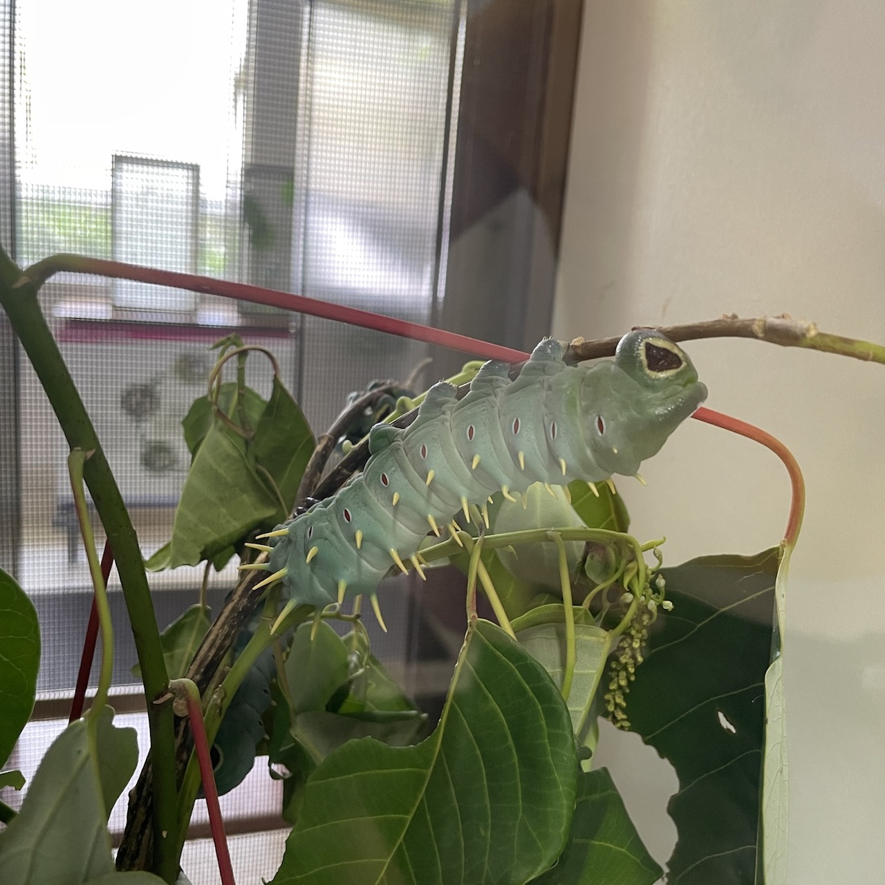Butterfly garden