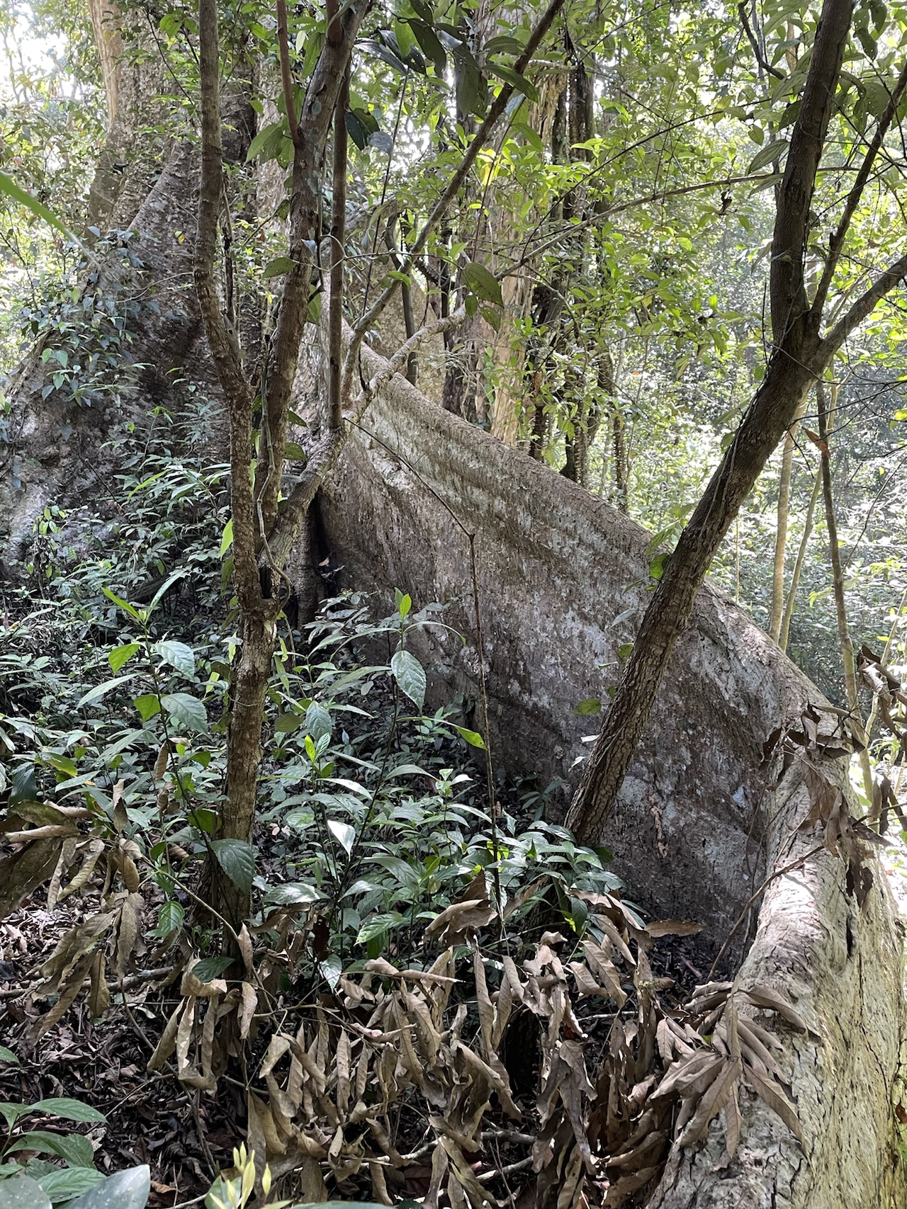 Periyar