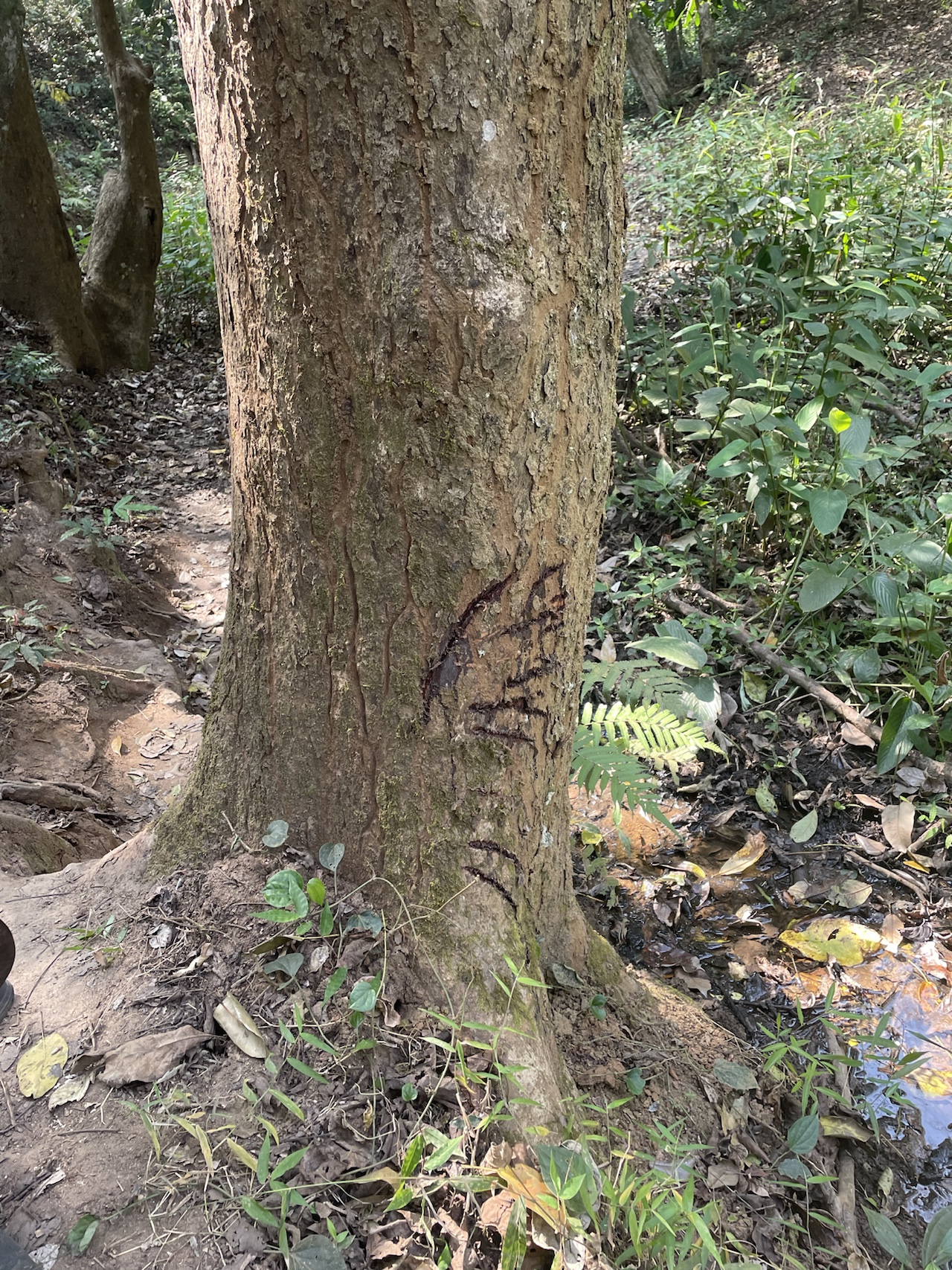 Periyar