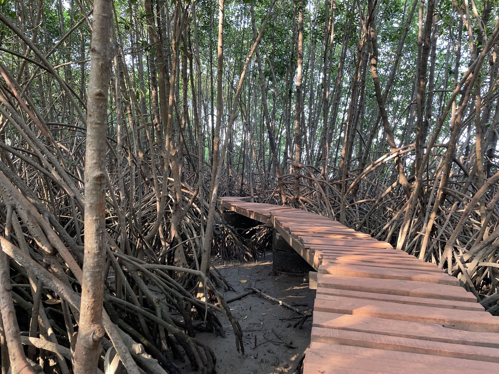 Mangroves