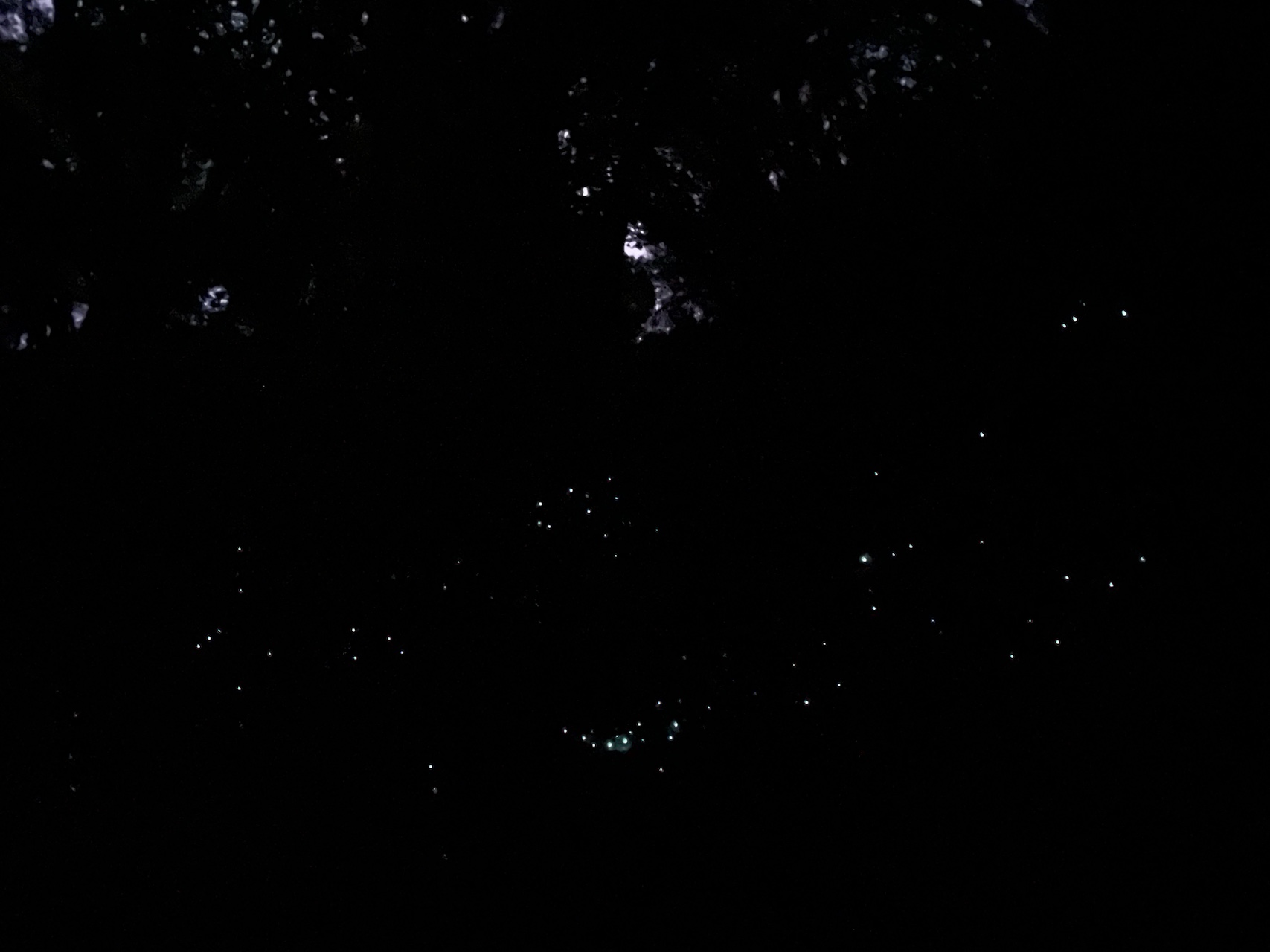 Glow worms
