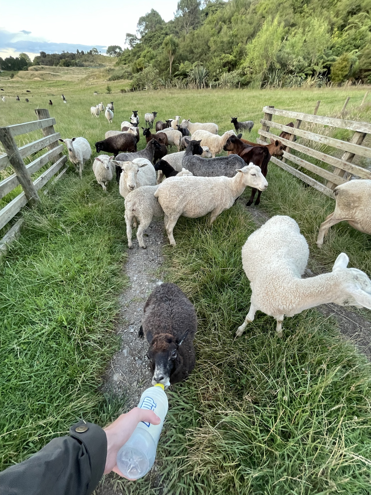 Feeding the sheep